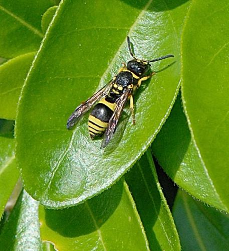 Ancistrocerus sp.